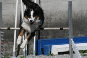 2007-05-21 Bad Ragaz Agility 384